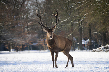 The look of an alpha stag in the snow on his field 