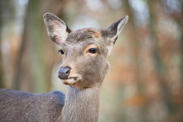 Fototapeta premium Portrait of a sika deer lady 