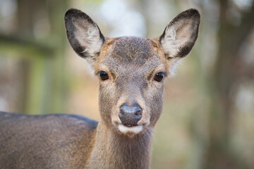 Portrait of a sika deer lady 