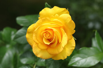Flower of orange rose in the summer garden. Yellow garden rose on a bush in a summer flowerbed. Flower bush. Fresh yellow rose on natural background. Valentine's day. Postcard.