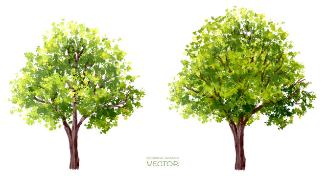 Vector watercolor of tree side view isolated on white background for landscape  and architecture drawing, elements for environment and garden, painting botanical for section and elevation 