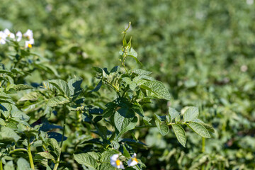 Potato field with green plants