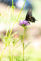 butterfly in garden - 564631164