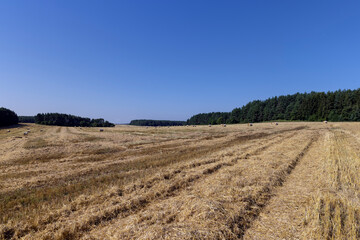 Fototapeta na wymiar Yellow-golden straw on the field after harvesting in stacks
