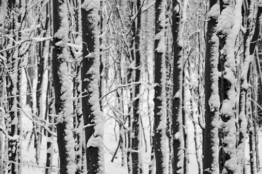 Snowy beech forest in Iserlohn Sauerland Germany after a cold winters night. Parallel tree trunks and branches contrasting with snow and ice. Black and white scenery looking like a graphic bar code.