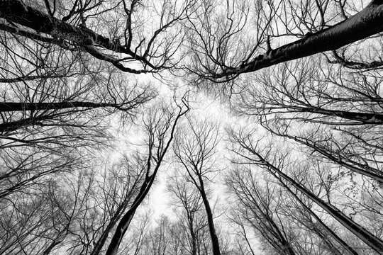 Treetops of Beech (Fagus) and Oak (Quercus) trees in snowy and foggy winter forest with delicate branches in Iserlohn Sauerland Germany. Wide angle frog perspective with iced and frosted twigs.