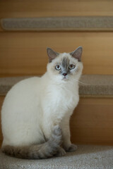 Sitzende Britisch Kurzhaar Colorpoint Katze zuhause auf der Treppe