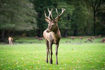 Stag in the forest during the rutting season
