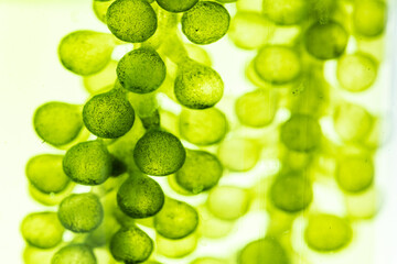 macro microscope closeup shot of green algae water plant with biotechnology science laboratory...