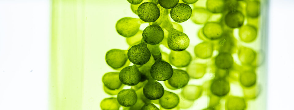 macro microscope closeup shot of green algae water plant with biotechnology science laboratory background, alternative fuel or nature bio-fuel experiment research in biology and environment technology