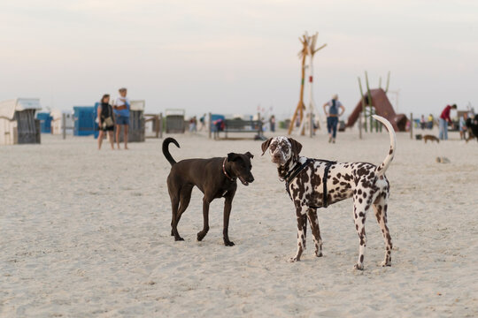 Brauner Dalmatiner mit Hundefreund am Hundestrand von Norddeich
