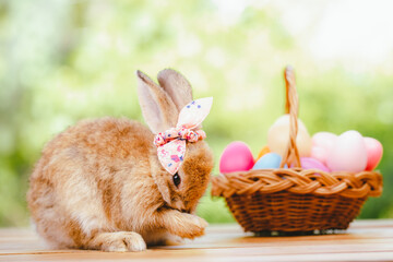Pet portrait of brown cute rabbit sitting on green grass with blurry nature background, Lovely action of young rabbit, Adorable little pet at home concept