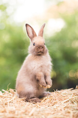 Pet portrait of brown cute rabbit sitting on green grass with blurry nature background, Lovely action of young rabbit, Adorable little pet at home concept