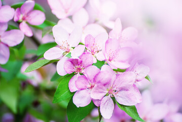 Obraz na płótnie Canvas Apple tree flower
