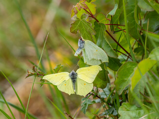 Female Brimstone Butterfly Rejecting a Males Trying to Mate