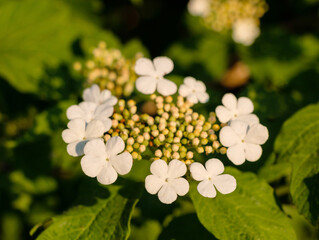 Flowering bush of red viburnum in the rays of the spring sun in the farm garden