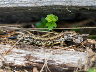 Common Lizard Predating a Moth