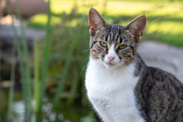 Naklejka premium portrait of cat in the garden in the summer park