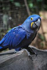 Blue parrot over branch