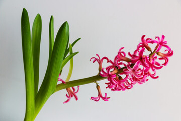 Blooming purple hyacinth on a light background