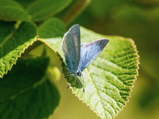 Holly Blue Butterfly