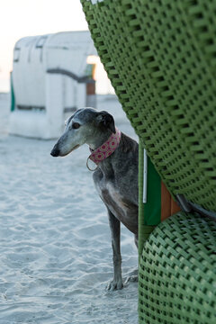 Sitzender Galgo Espanol neben einem Strandkorb abends am Hundestrand von Norddeich