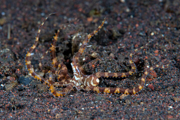 Juvenile Wunderpus Octopus - Wunderpus photogenicus. Underwater life of Tulamben, Bali, Indonesia.