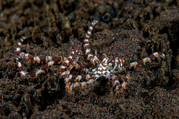 Juvenile Wunderpus Octopus - Wunderpus photogenicus. Underwater life of Tulamben, Bali, Indonesia.