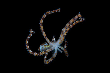 Juvenile Wunderpus Octopus - Wunderpus photogenicus. Underwater life of Tulamben, Bali, Indonesia.