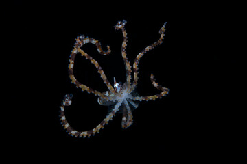 Juvenile Wunderpus Octopus - Wunderpus photogenicus. Underwater life of Tulamben, Bali, Indonesia.