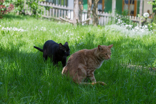 Bengal Katze und Savannah im sommerlichen Garten