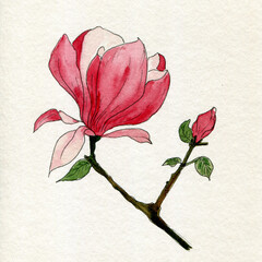 Blooming magnolia branch. Watercolor illustration. pink Magnolias. Hand drawn. Botanical flowers