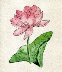 Blooming water flower. Watercolor illustration. pink lily. Hand drawn. Botanical flowers