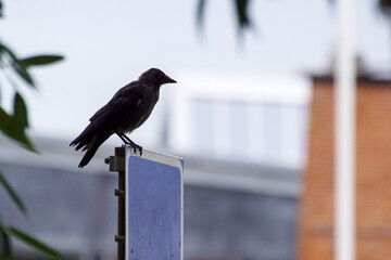crow on a fence