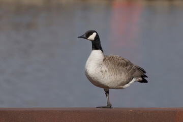 a Canada goose (Branta canadensis) rests on the banks of the Manitowoc River