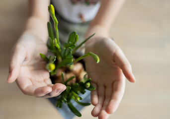 In children's palms, unopened daffodil buds - the concept of spring awakening