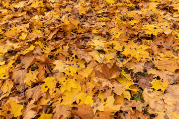 Autumn foliage on trees during its color change