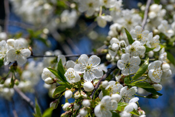 apple fruit trees blooming in the spring season