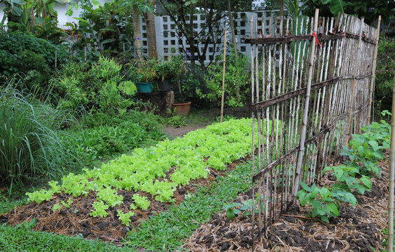 Organic green oak and other vegetable growing in backyard garden.