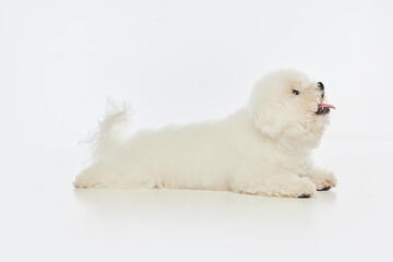Cute fluffy hairy dog bichon frize lying on floor and looking up over white studio background. Dog before grooming. Concept of care, animal health, visit to vet