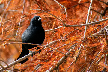 Tordo black bird in a orange tree