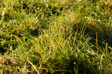 Green grass covered with water drops in the autumn season