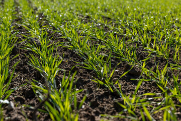 Winter wheat variety covered with dew drops