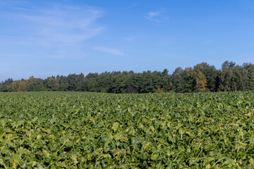 Fototapeta na wymiar Old beet tops in the field in the autumn season