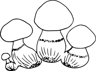 Mushrooms simple hand drawing. Vector illustration. Forest plant. Edible and non-edible mushrooms.