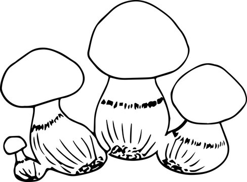 recommend clip art: Mushrooms simple hand drawing. Vector illustration. Forest plant. Edible and non-edible mushrooms.