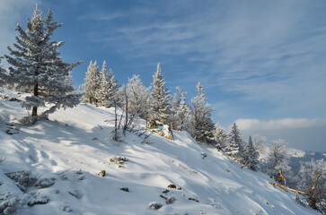 Fototapeta na wymiar snow-covered small fir-trees on a snowy slope. trees on a mountain and blue sky in white clouds