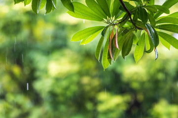 raining shower drop on leaf tree, close up of rainfall in jungle,Heavy Rain Falling on Tree Leaves in forest. droplets fixed on green leaves, Raining day in tropical forest. Raindrop in deep jungle.