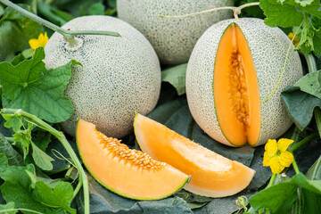 Melon Honeydew and Japanese melon slice fresh ripe orange and sweet green Cantaloupe slice lay on leaf in plant. Melon or cantaloupe is sweet fruit dessert .