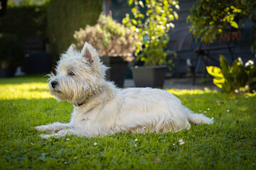Cute West Highland White Terrier lies in the grass - 564645902